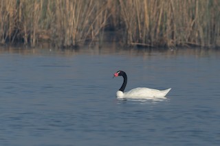 Black-necked Swan, ML613183075