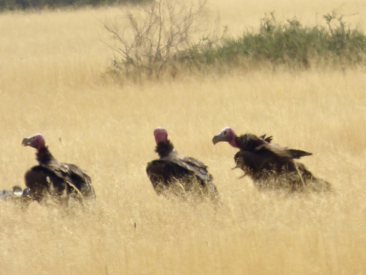 Lappet-faced Vulture - ML613183319