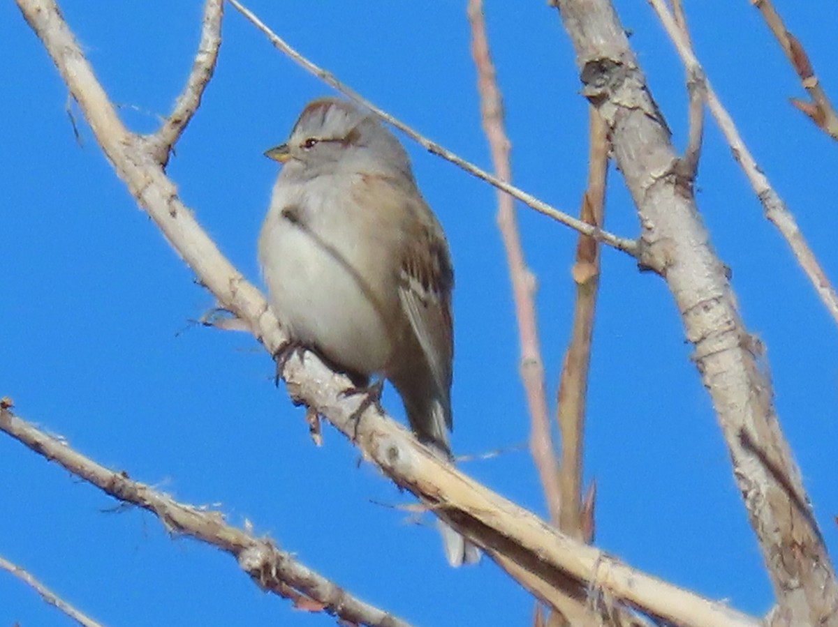 American Tree Sparrow - Myron Gerhard