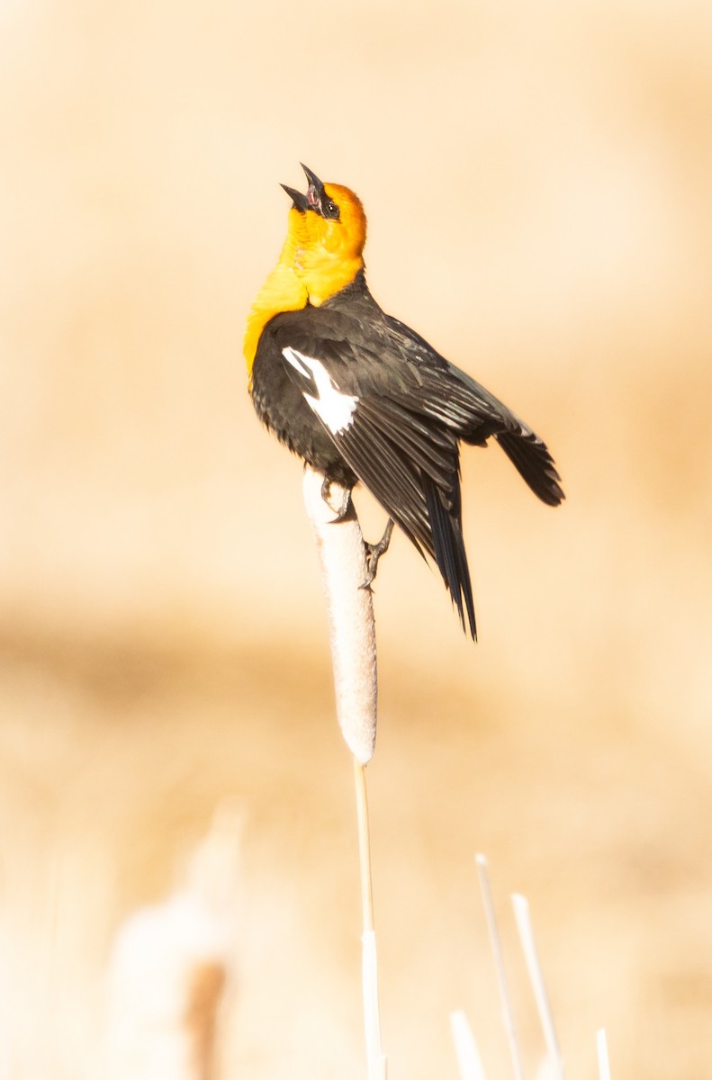 Yellow-headed Blackbird - ML613184075