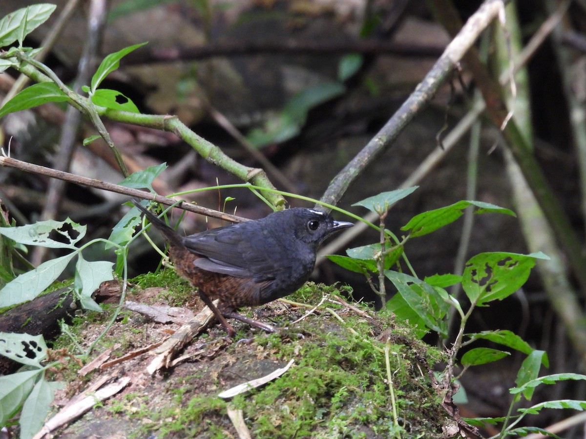 White-crowned Tapaculo - ML613184362