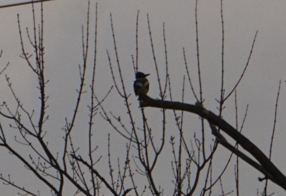 EBird Checklist 6 Jan 2024 Millennium Park 11 Species   1200