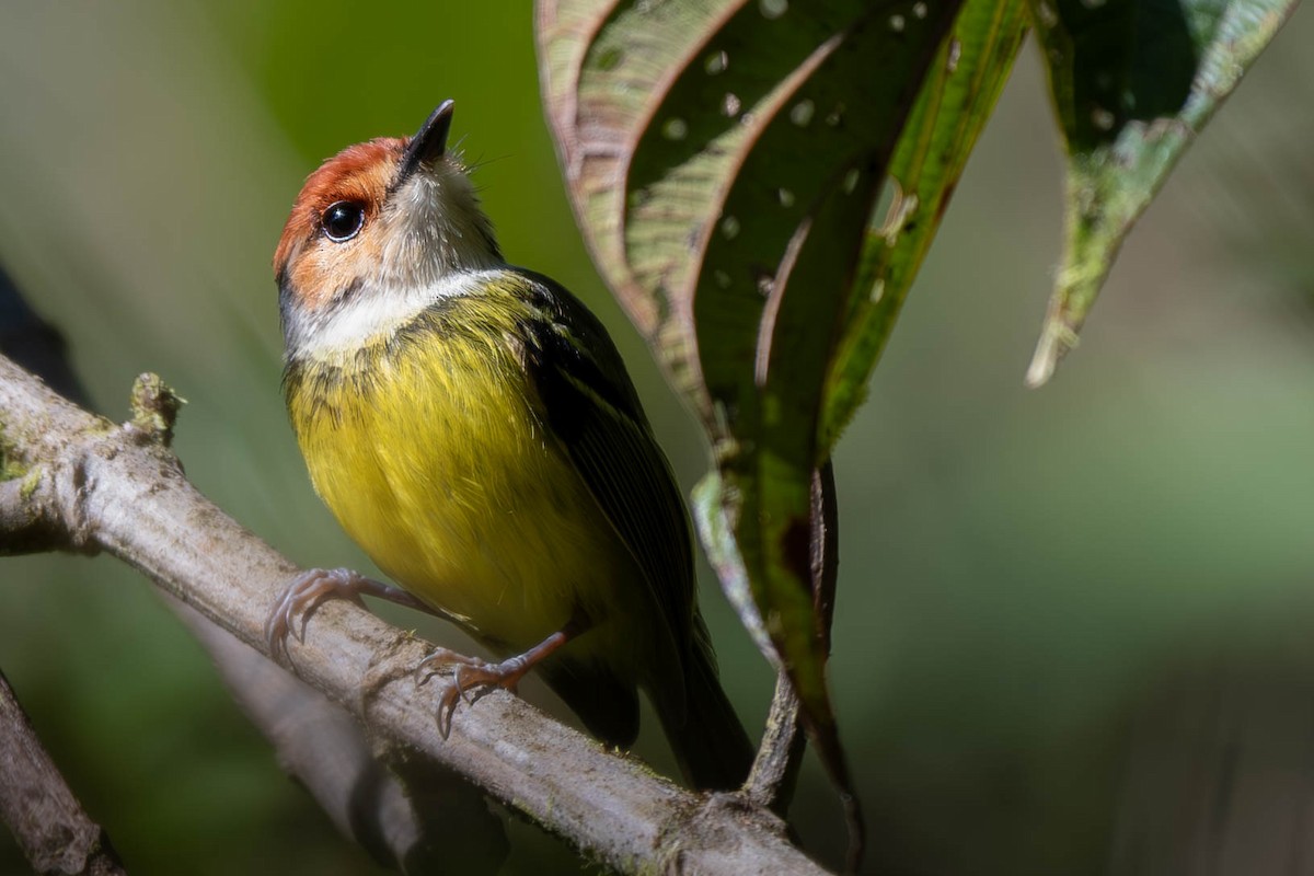 Rufous-crowned Tody-Flycatcher - Kaleb Anderson