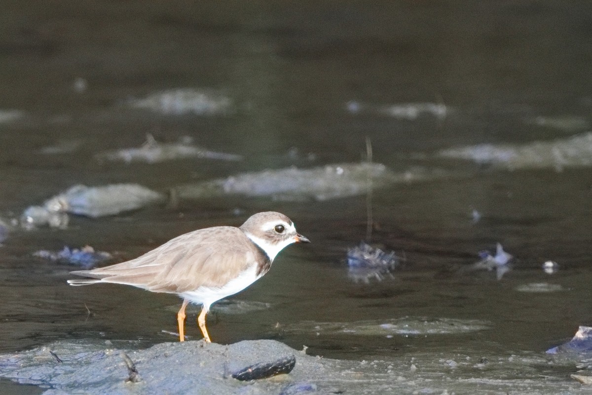 Semipalmated Plover - ML613184625