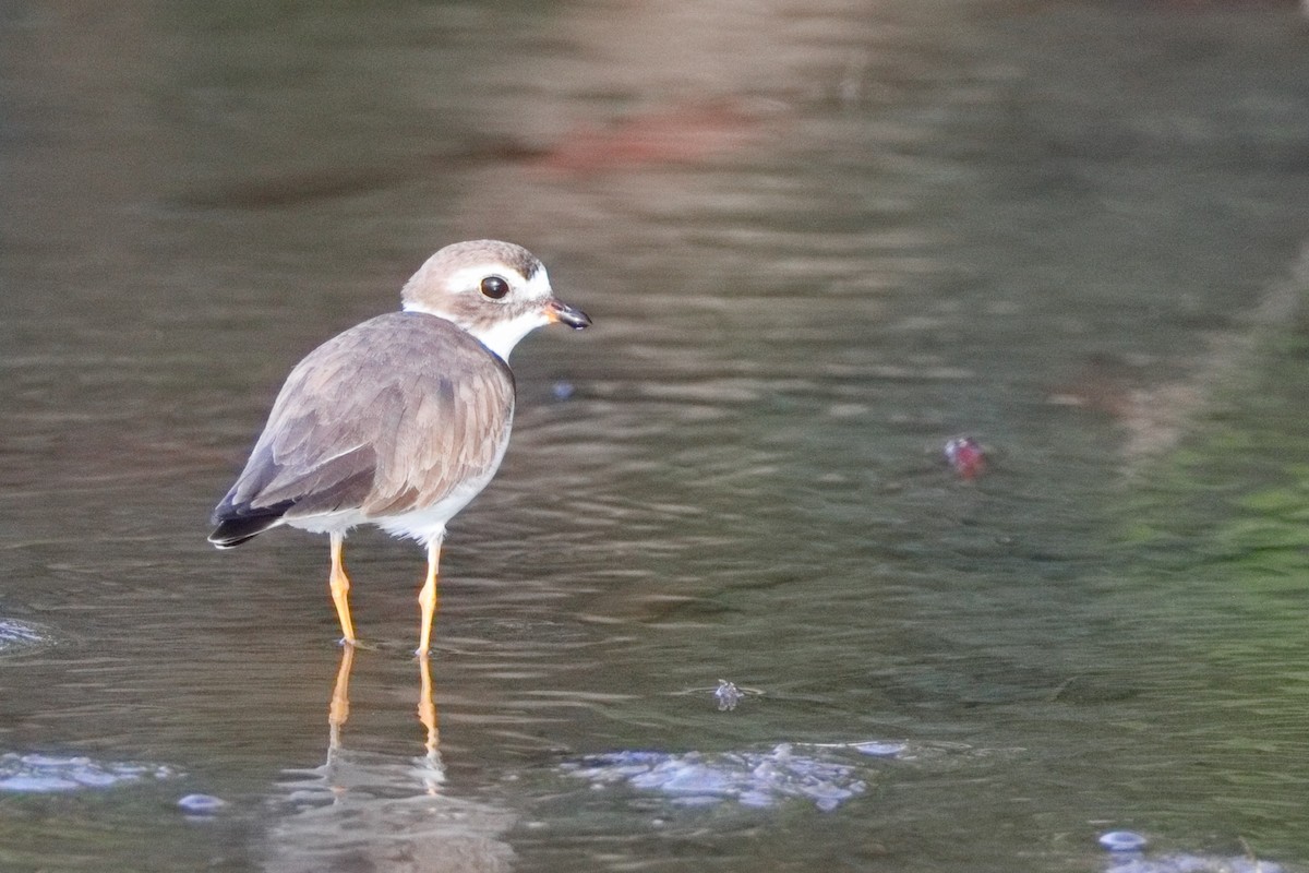 Semipalmated Plover - ML613184626