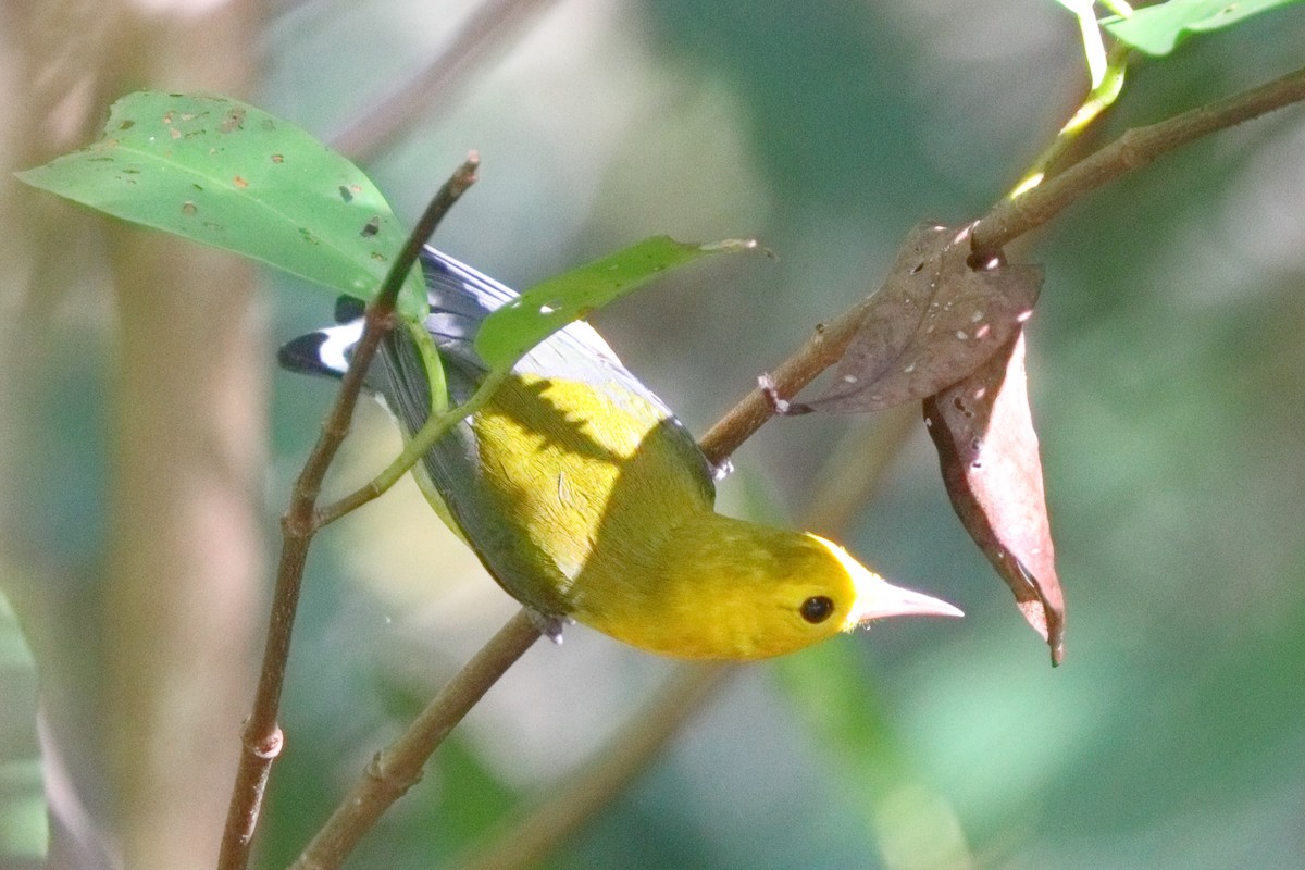 Prothonotary Warbler - ML613184683