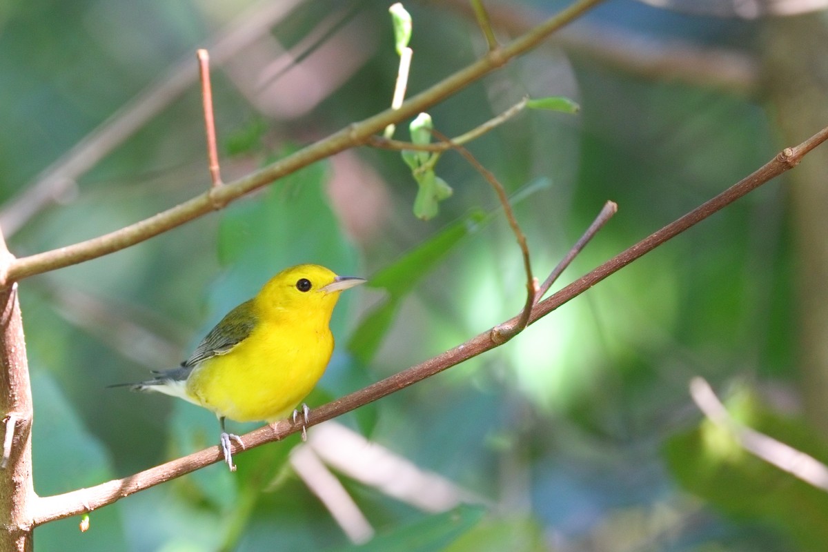Prothonotary Warbler - ML613184684
