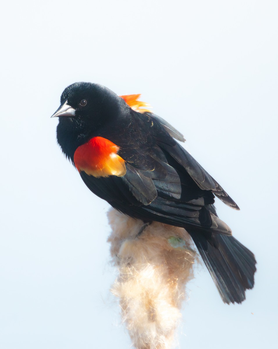 Red-winged Blackbird - ML613184721