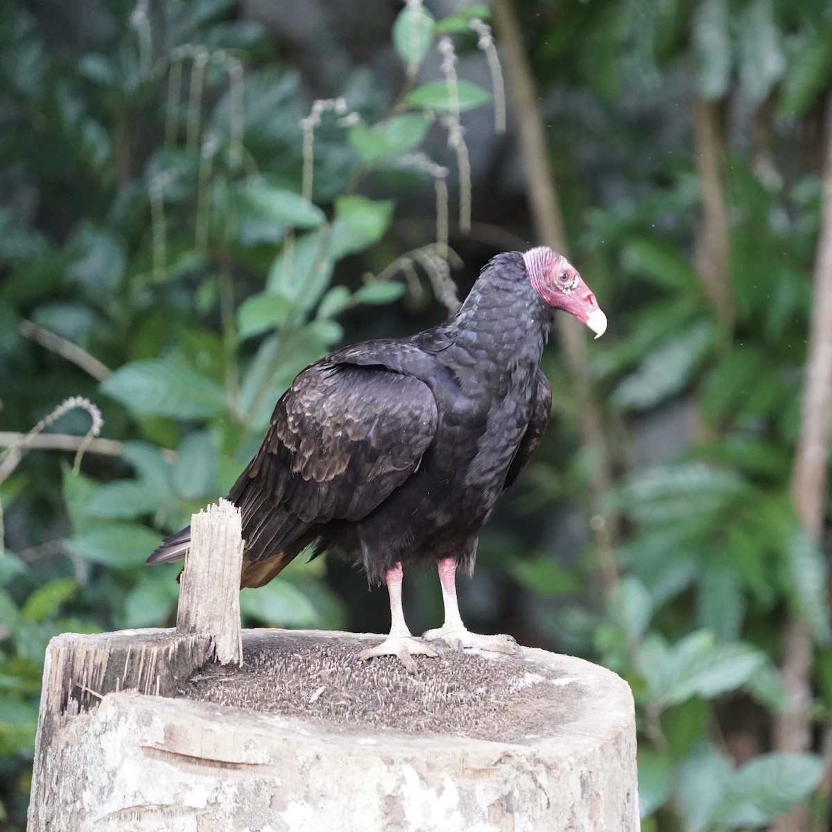 Turkey Vulture - ML613184917