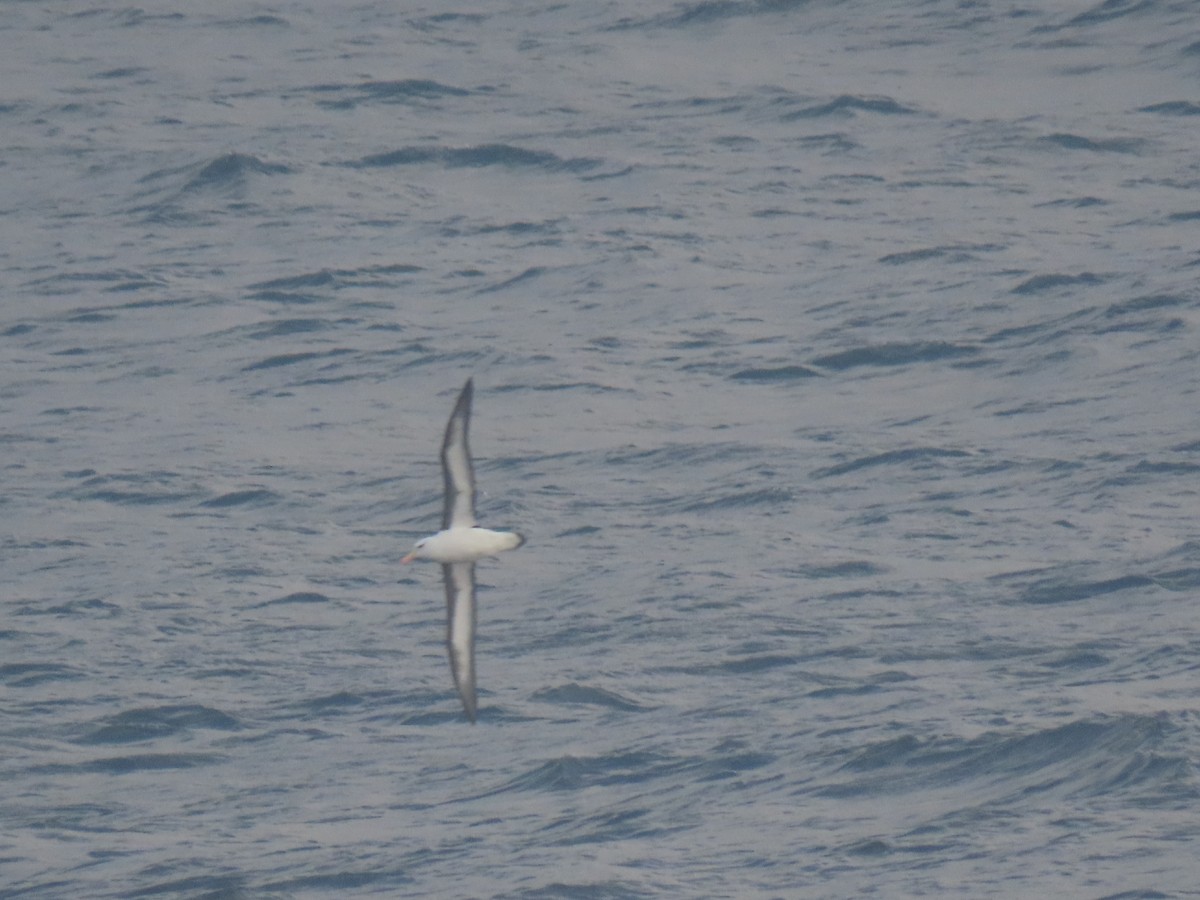 Black-browed Albatross - ML613185015