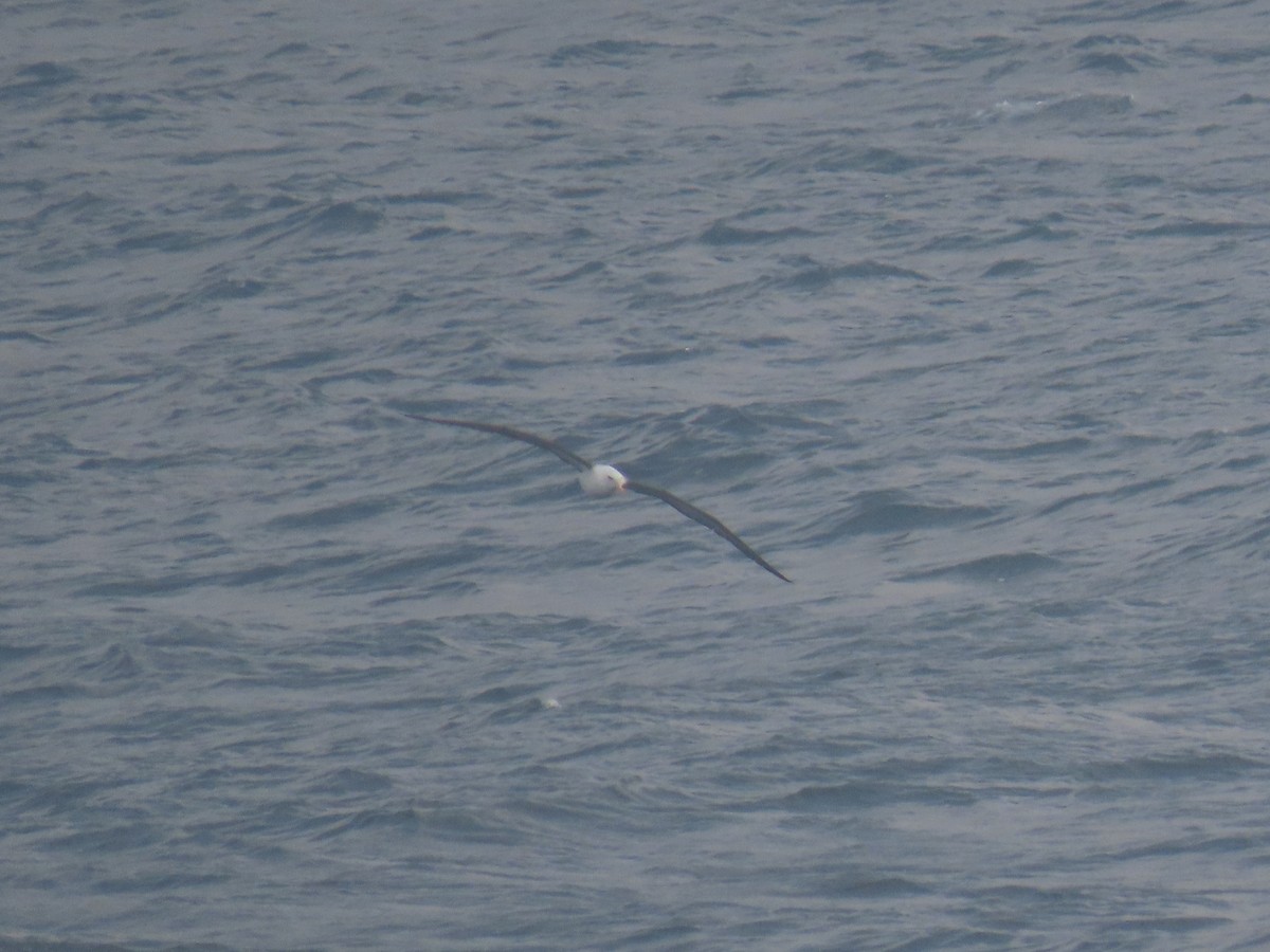 Black-browed Albatross - ML613185016