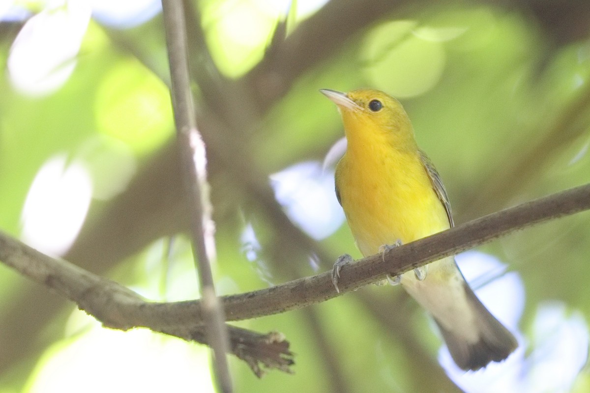 Prothonotary Warbler - ML613185163