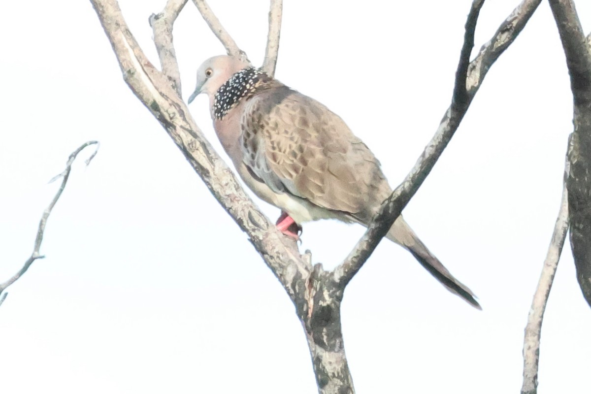 Spotted Dove - ML613185225