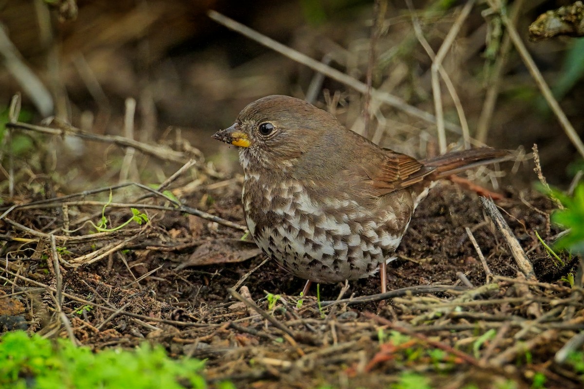 Fox Sparrow (Sooty) - ML613185341