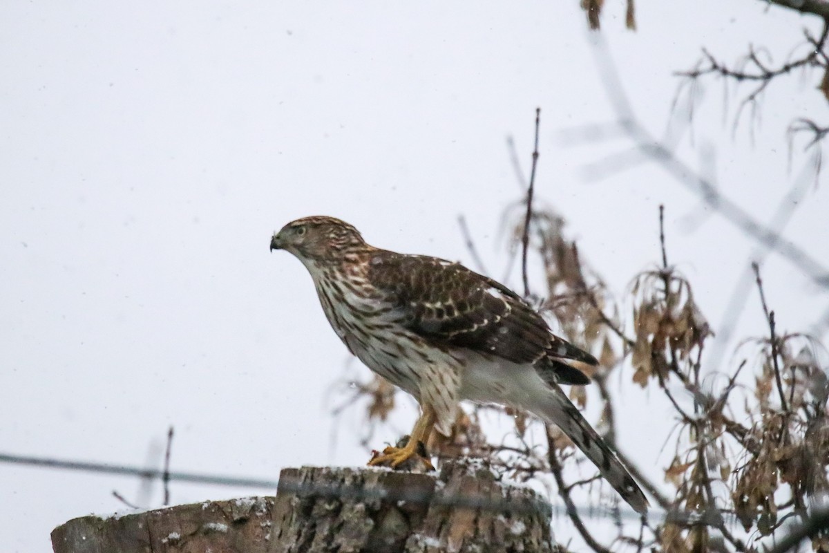 EBird Checklist 6 Jan 2024 B Fly 1 Species   1200