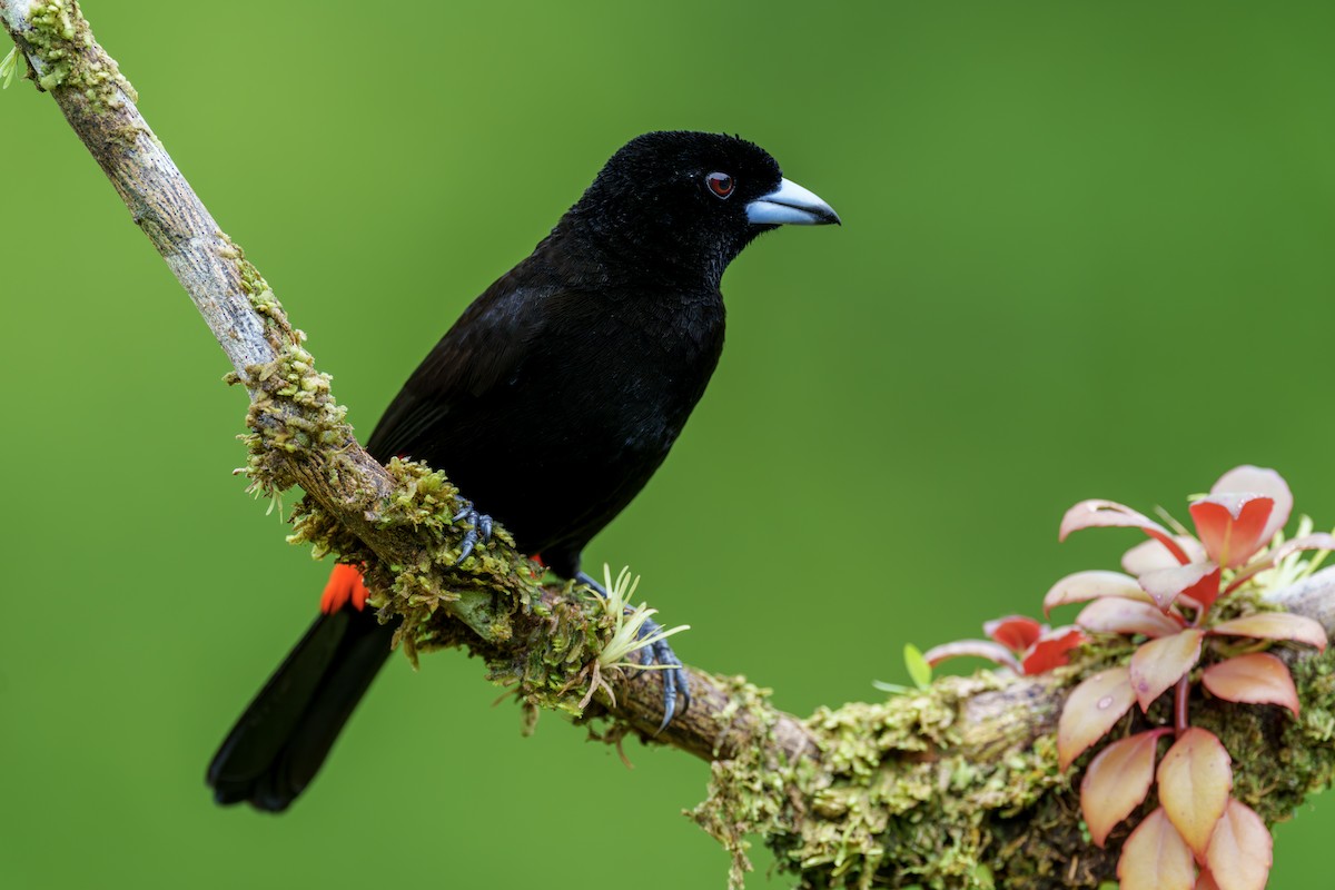 Scarlet-rumped Tanager - ML613185419