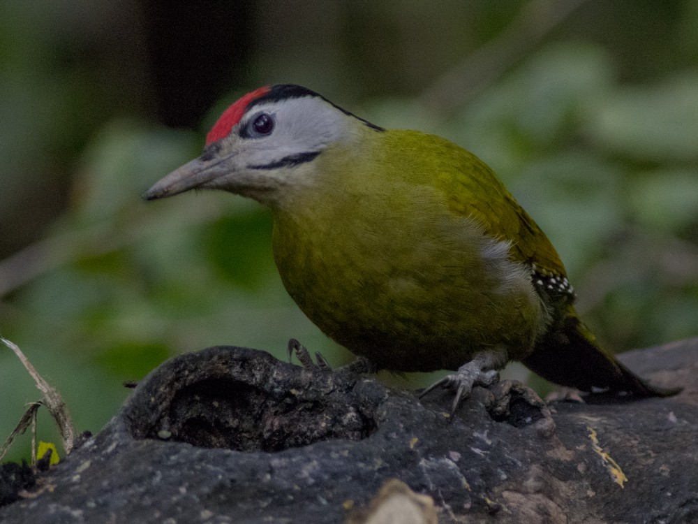 Gray-headed Woodpecker - ML613185743
