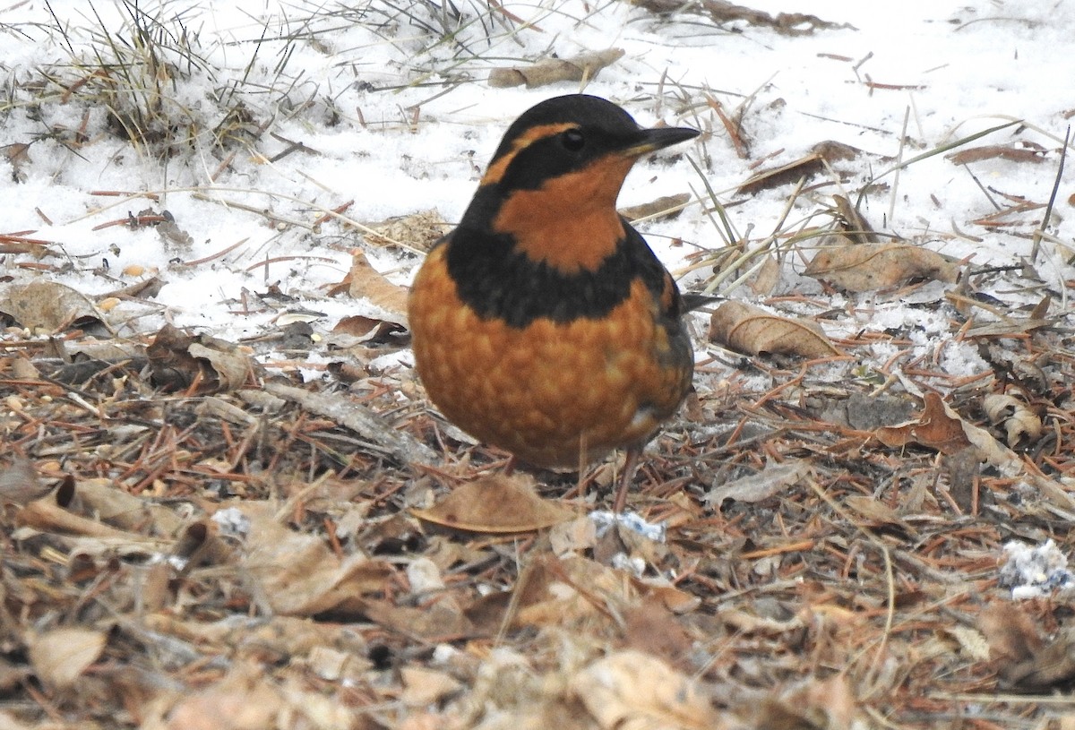 EBird Canada Checklist 6 Jan 2024 Old Woodlawn Regional Park 9   1200