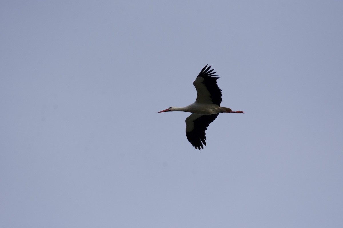 White Stork - ML613185941