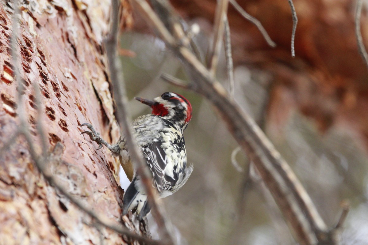 Red-naped x Red-breasted Sapsucker (hybrid) - holden green