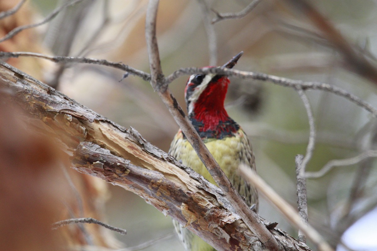 Red-naped x Red-breasted Sapsucker (hybrid) - holden green