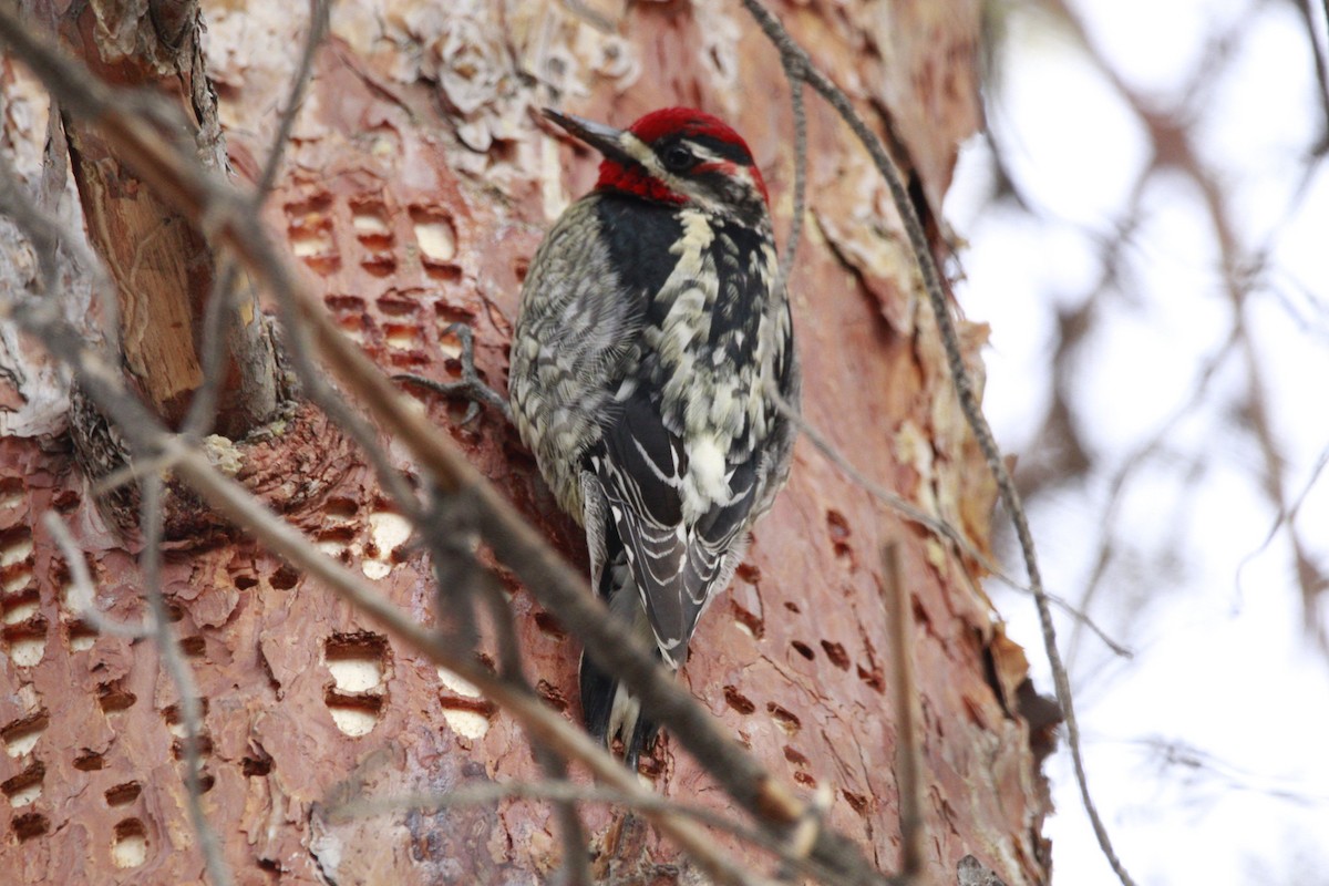 Red-naped x Red-breasted Sapsucker (hybrid) - ML613185969