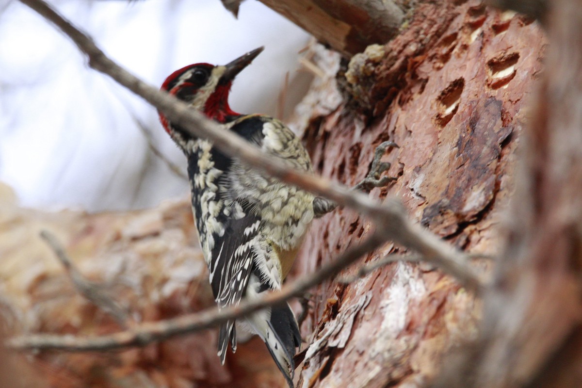 Red-naped x Red-breasted Sapsucker (hybrid) - ML613185970