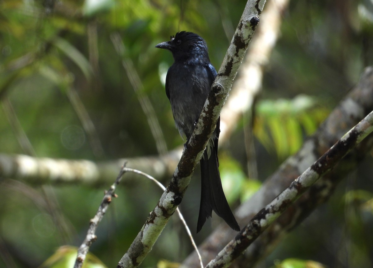 White-bellied Drongo - Morten Winther Dahl