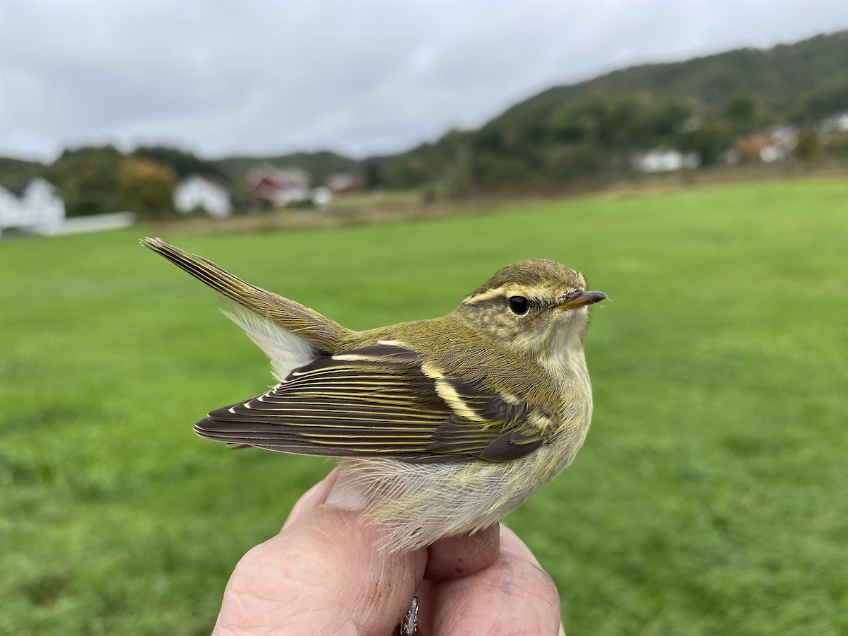 Yellow-browed Warbler - ML613186105