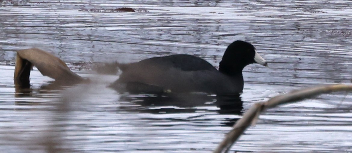 EBird Checklist 6 Jan 2024 Swan Creek WMA 27 Species   1200