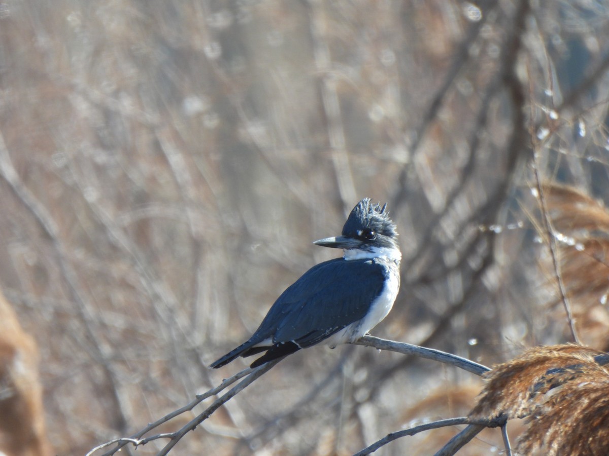 Belted Kingfisher - ML613186386
