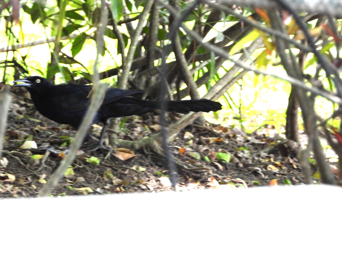 Great-tailed Grackle - ML613186393