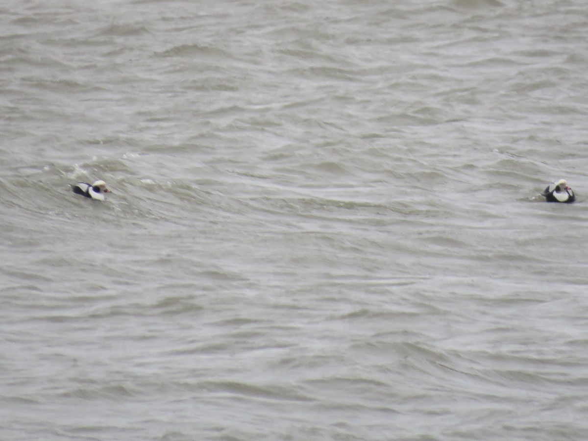 Long-tailed Duck - ML613187440
