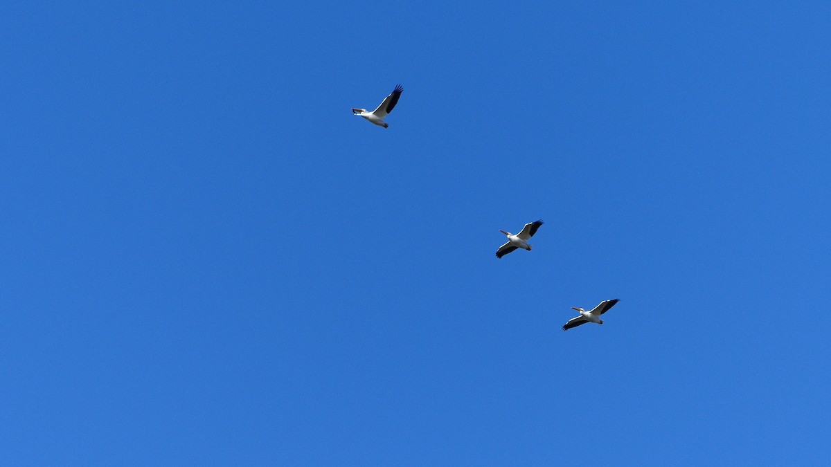 eBird Checklist 6 Jan 2024 Sauvie IslandRaccoon Point 9 species