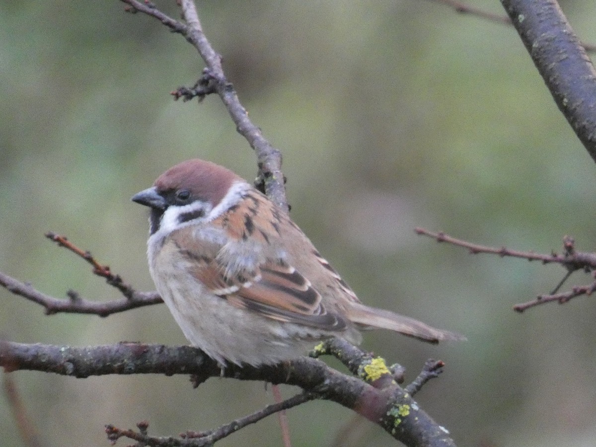 Eurasian Tree Sparrow - ML613187638