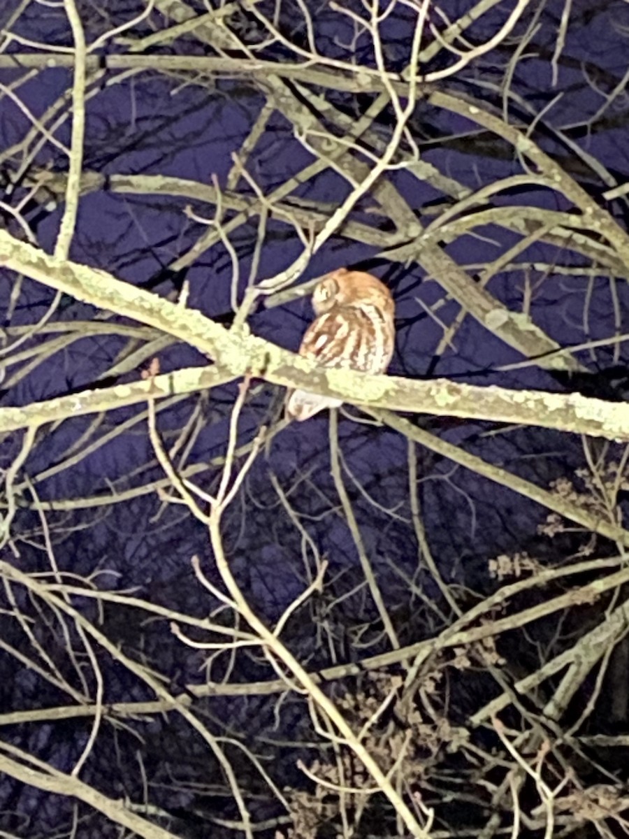 Eastern Screech-Owl - ML613188313