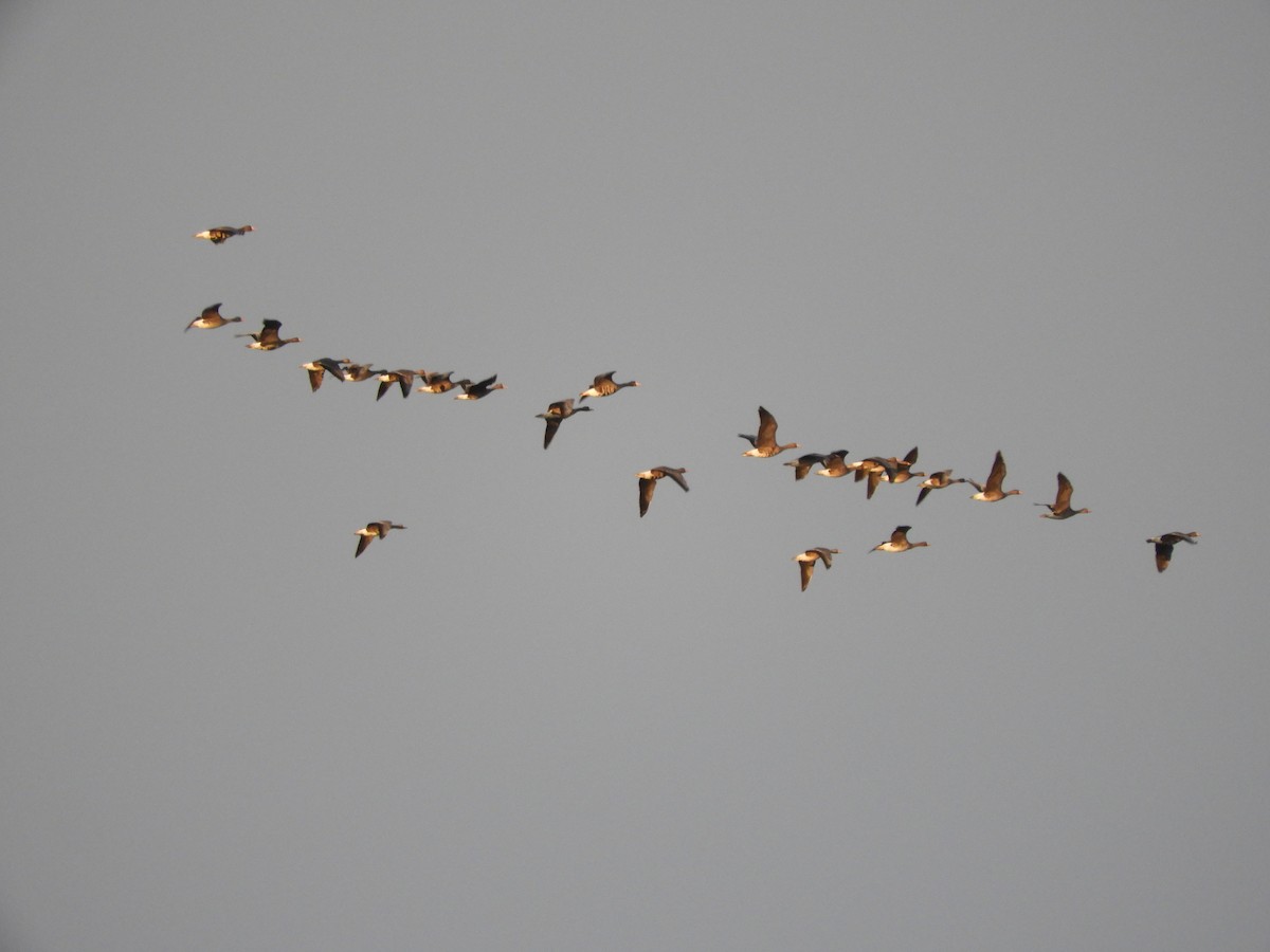 Greater White-fronted Goose - ML613188494