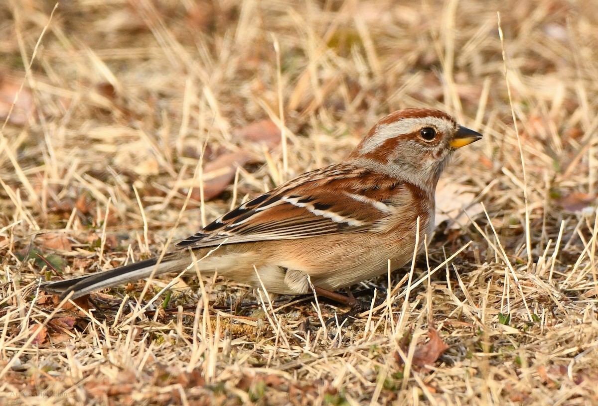 American Tree Sparrow - ML613188531