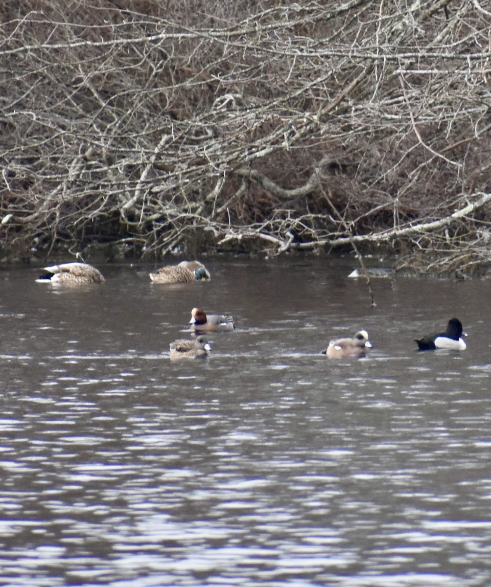 Eurasian Wigeon - ML613188611