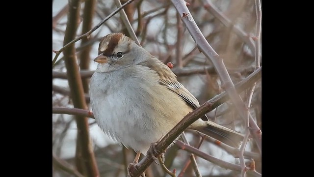 White-crowned Sparrow - ML613188790