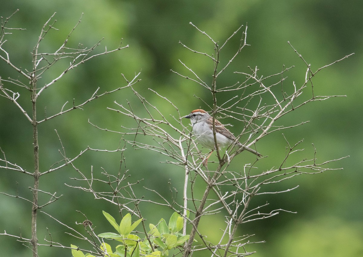 Chipping Sparrow - ML61318881