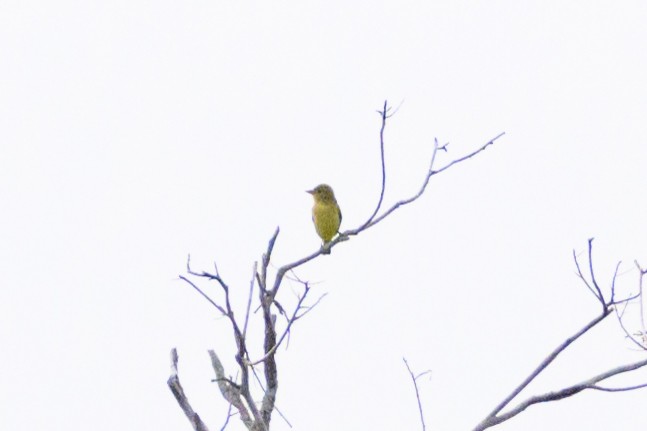 Western Tanager - ML613188836