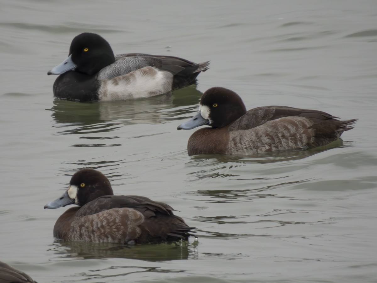Greater Scaup - ML613188844