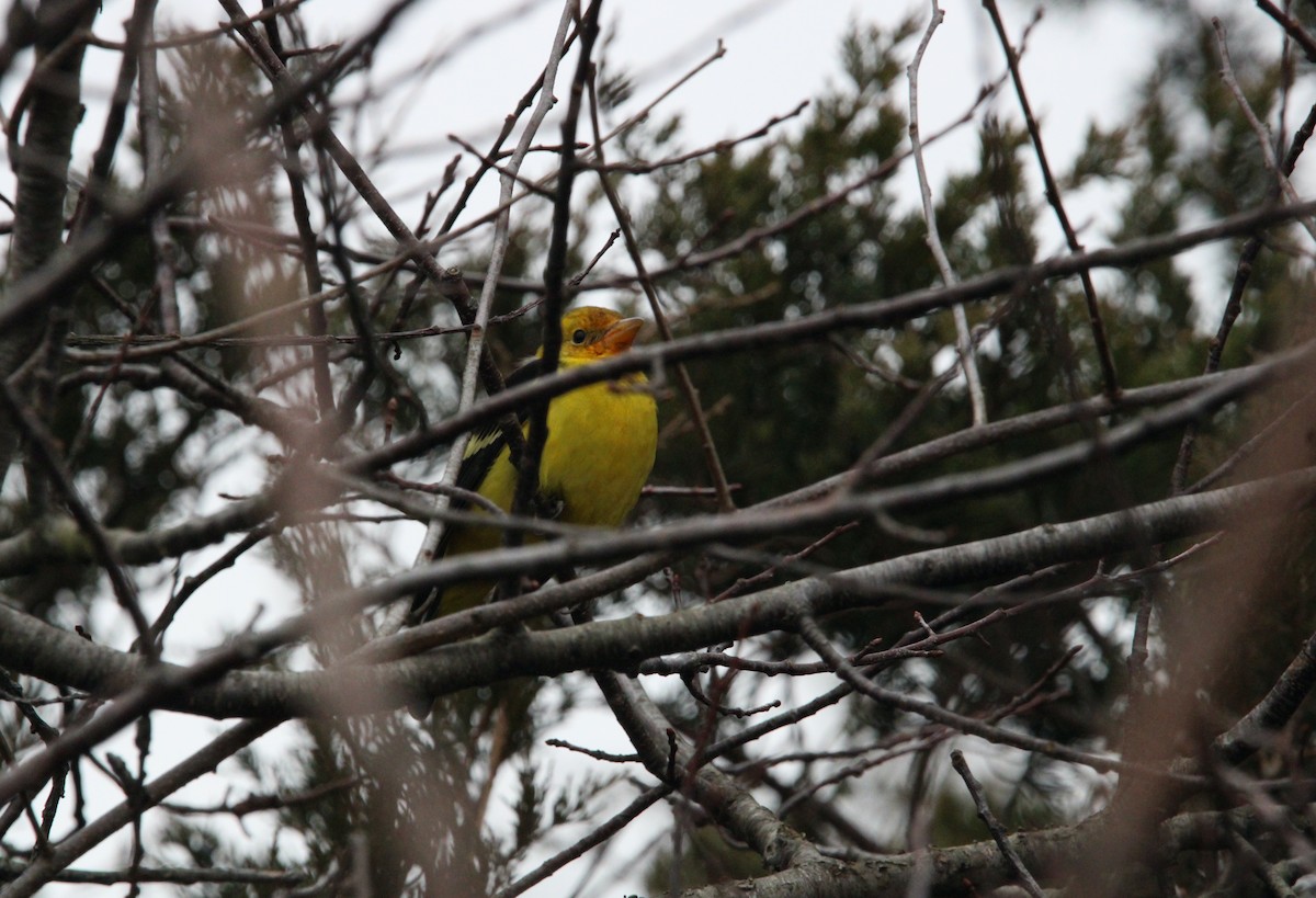 Western Tanager - ML613188920