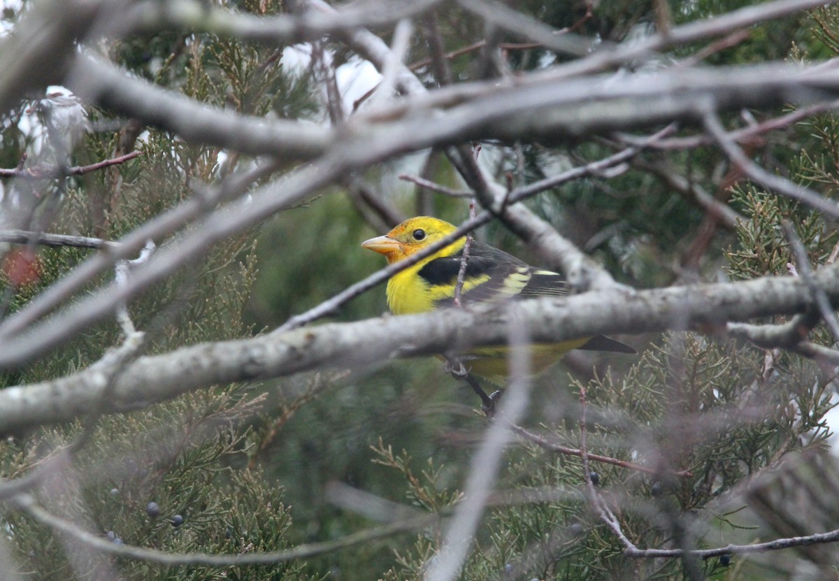 Western Tanager - ML613188924