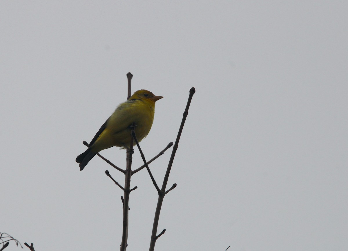 Western Tanager - ML613188933