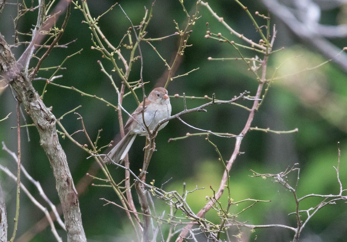 Field Sparrow - ML61318921