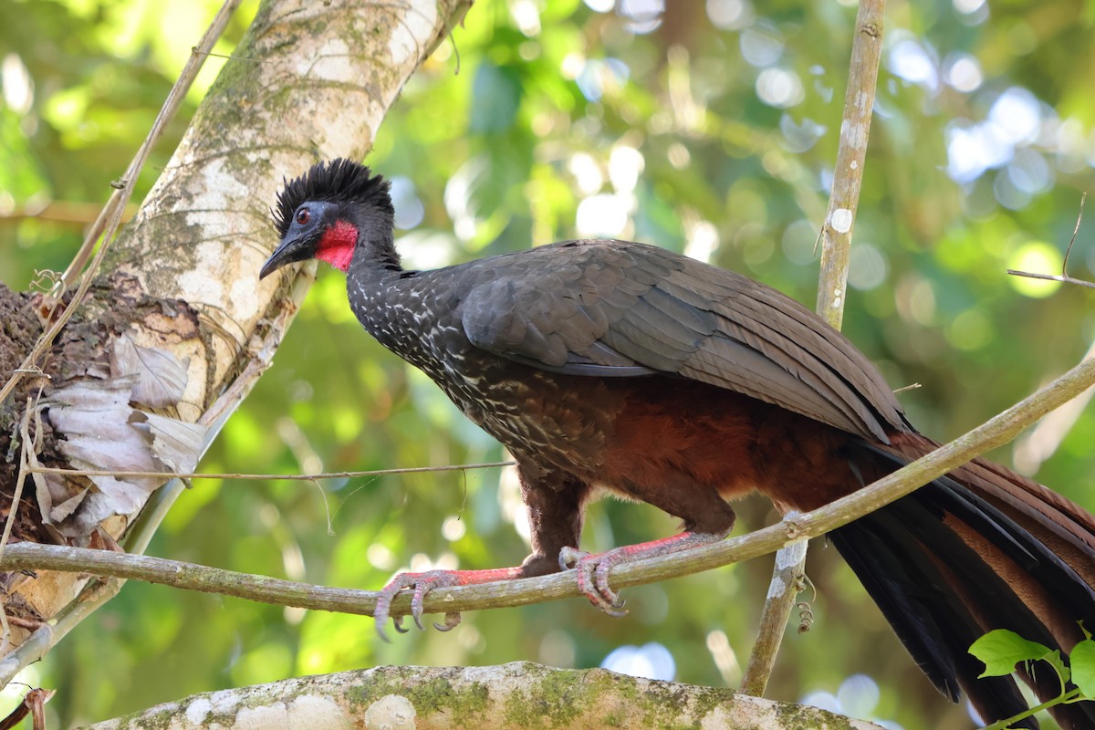 Crested Guan - ML613189546