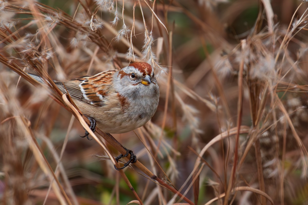 American Tree Sparrow - ML613189594
