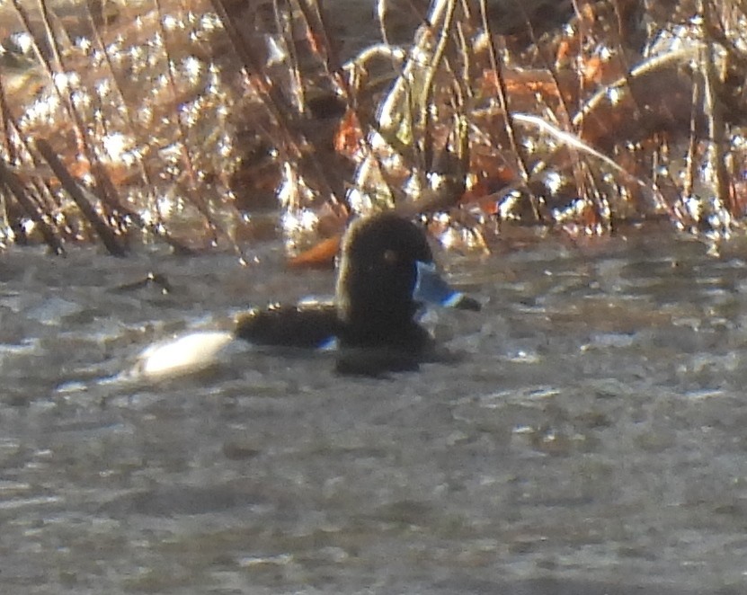 Ring-necked Duck - ML613190184